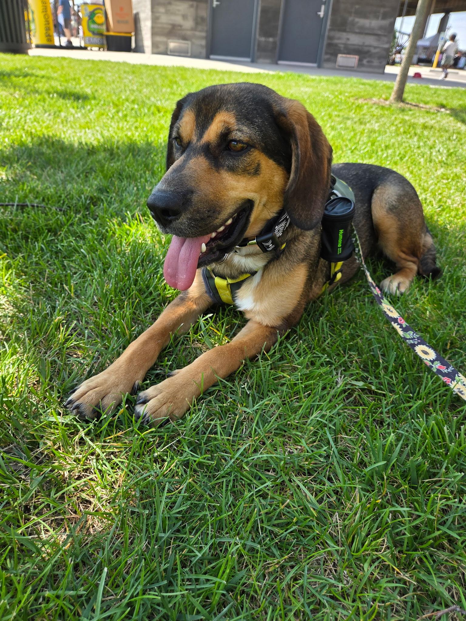 Emma, a ADOPTABLE mixed breed in Jeffersonville, IN image 6/6