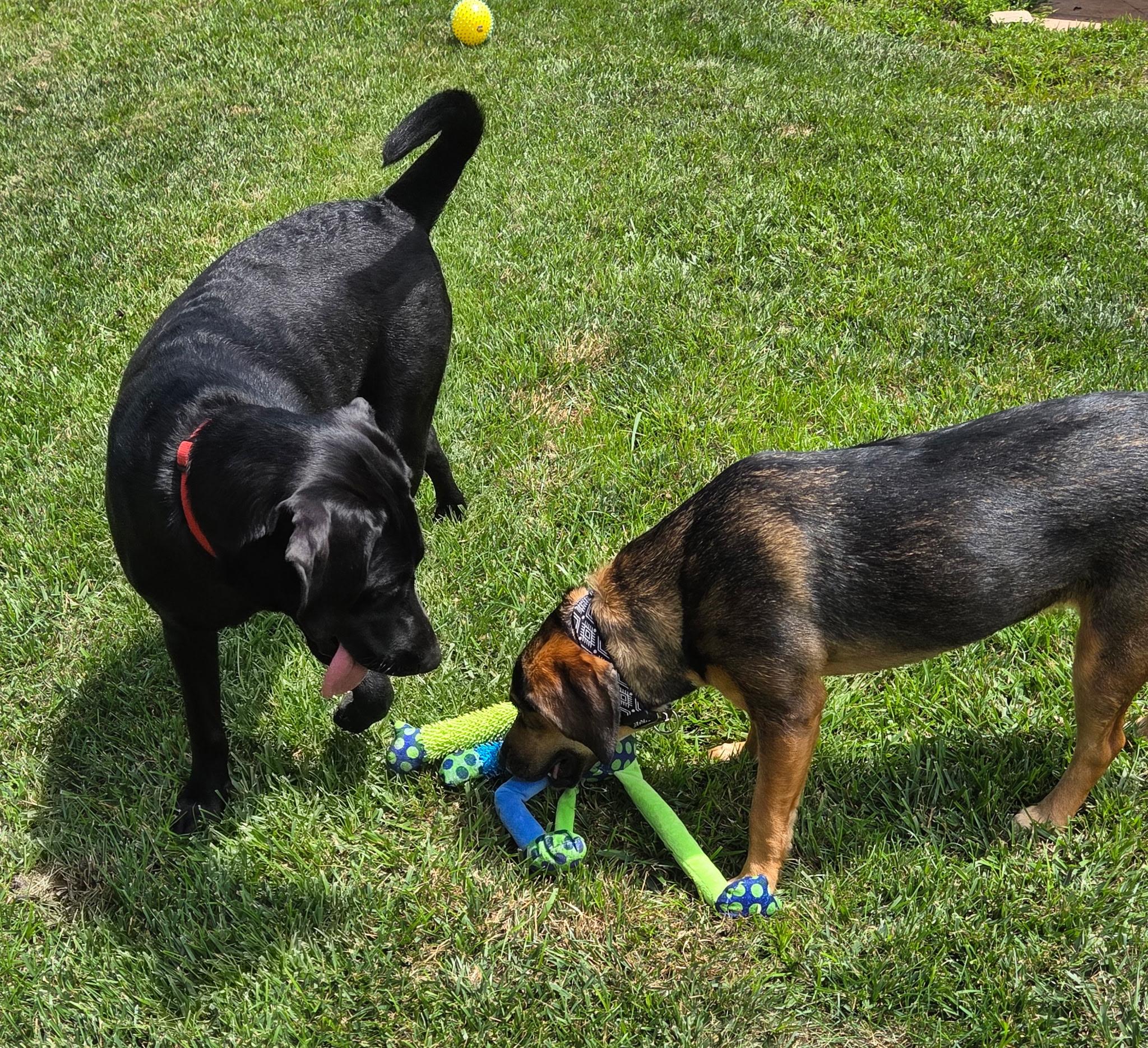 Enlarge Emma, a ADOPTABLE mixed breed in Jeffersonville, IN image 3/6