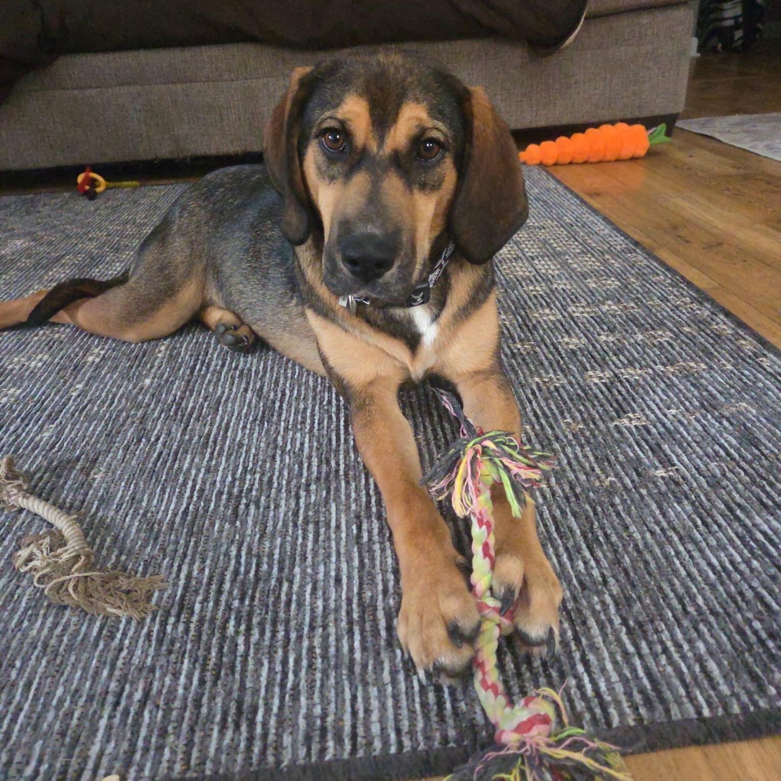 Emma, a ADOPTABLE mixed breed in Jeffersonville, IN image 2/6