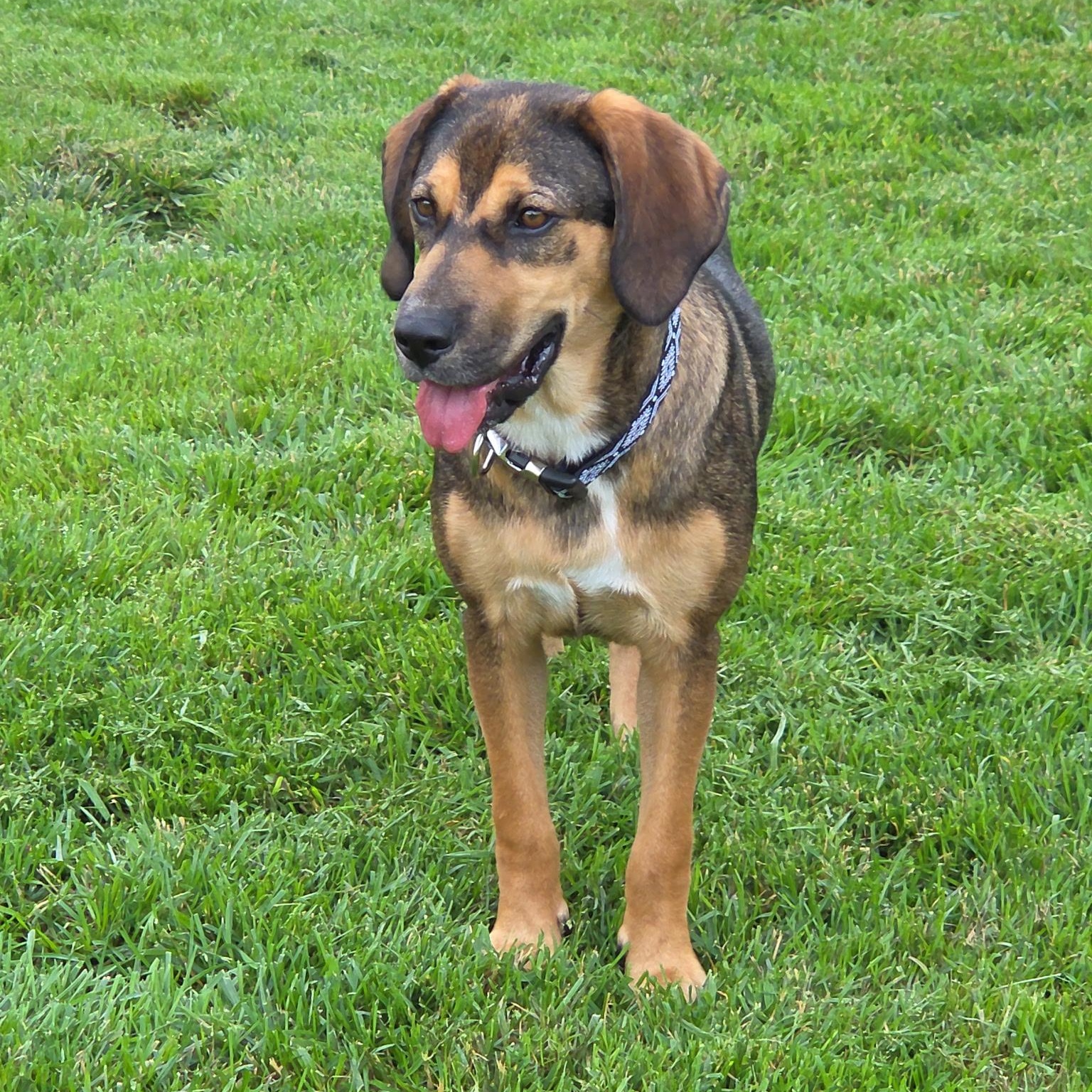Emma, a ADOPTABLE mixed breed in Jeffersonville, IN image 1/6
