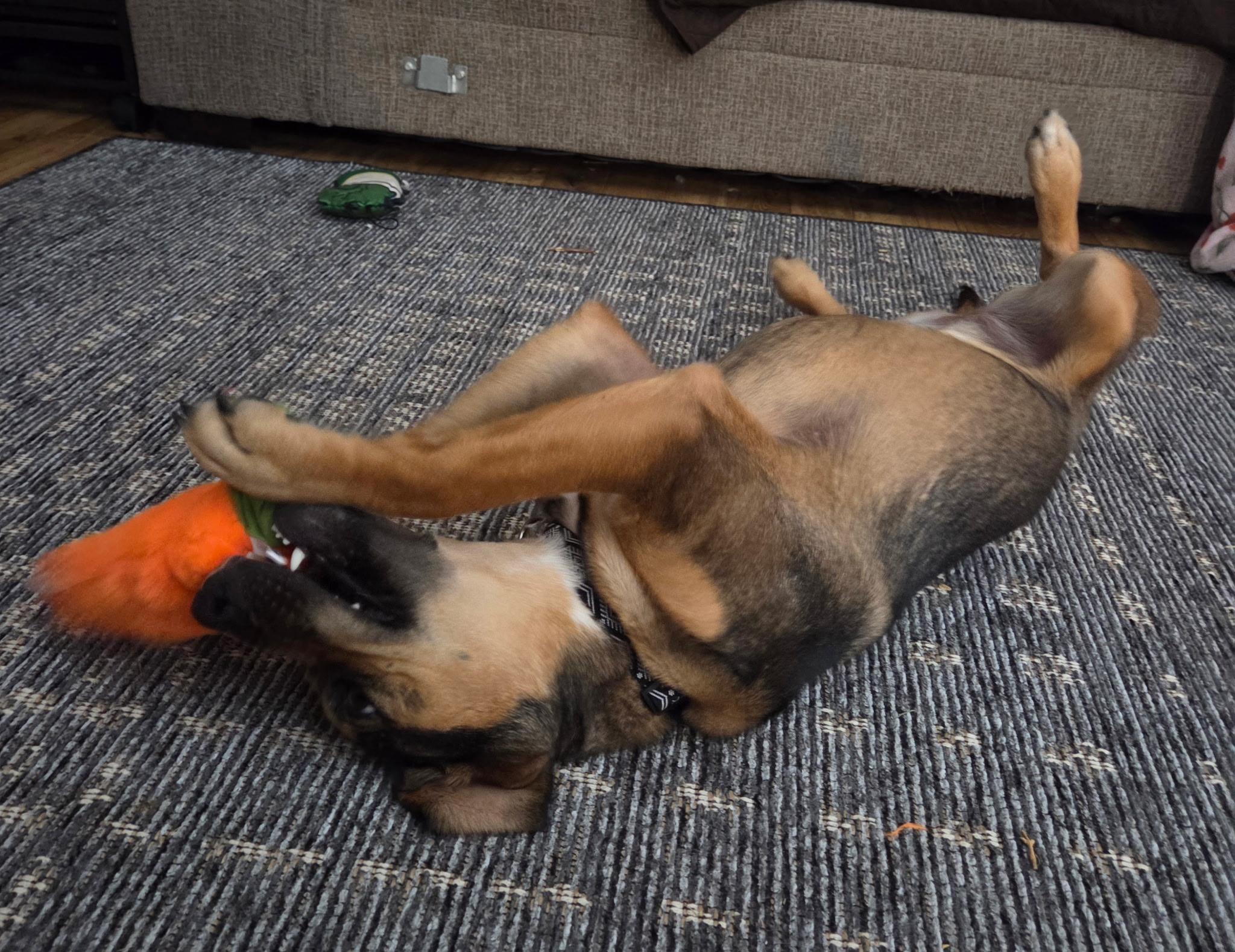 Emma, a ADOPTABLE mixed breed in Jeffersonville, IN image 5/6