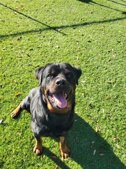 Bubba - 3, a Adoptable mixed breed in Daytona Beach, FL image 1/3