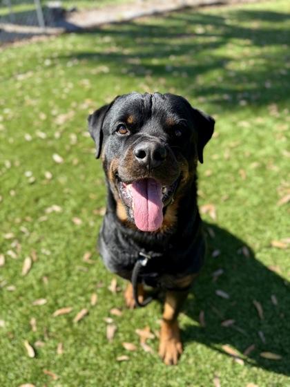 Bubba - 3, a Adoptable mixed breed in Daytona Beach, FL image 2/3