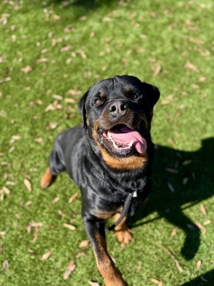 Bubba - 3, a Adoptable mixed breed in Daytona Beach, FL image 3/3