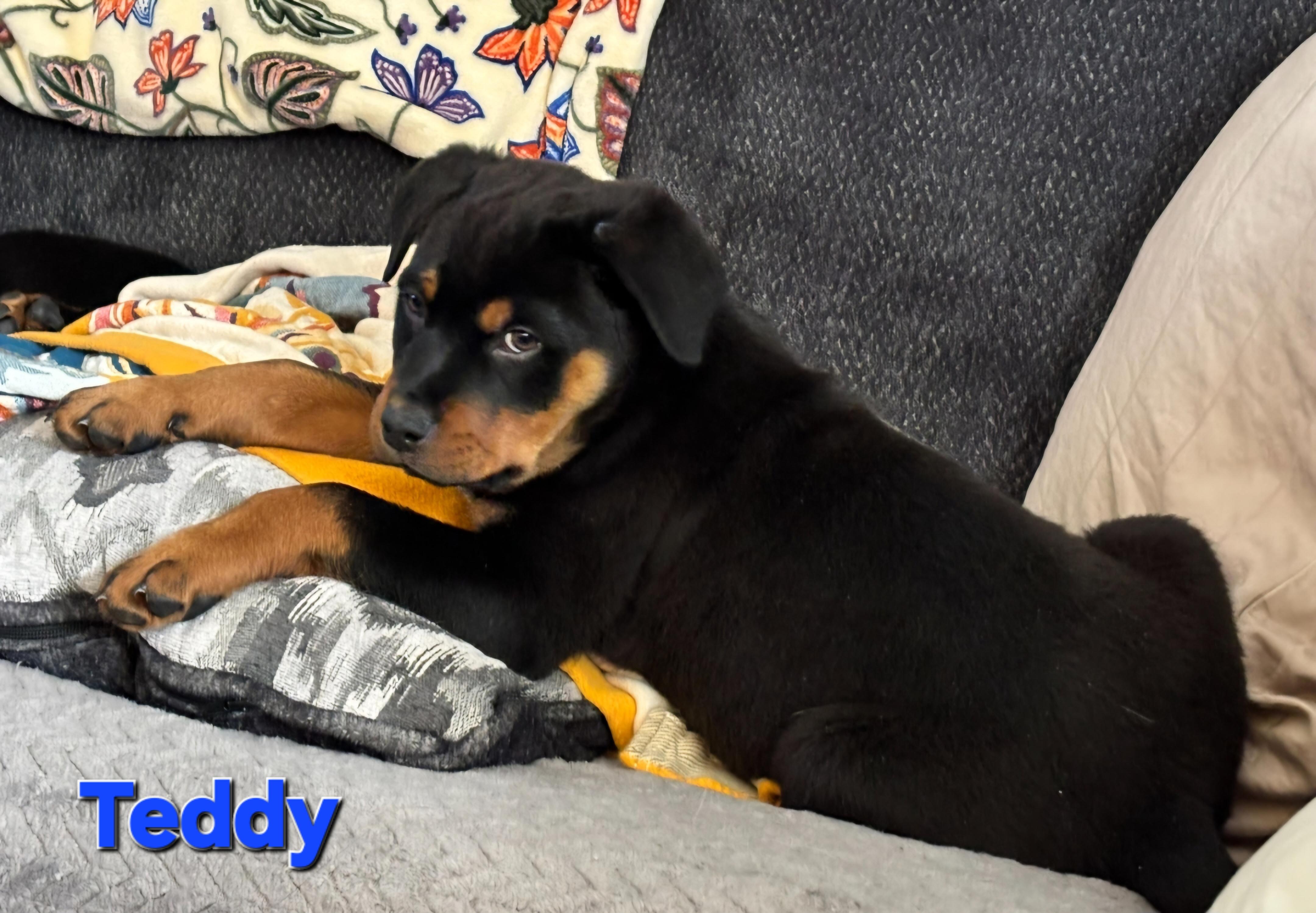 Enlarge Teddy, an adopted Rottweiler in Davison, MI image 1/1