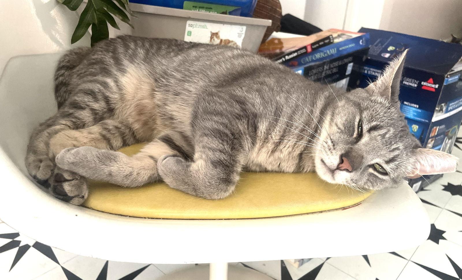 Big Boy and Mr. Man, Adoptable, Young Male Domestic Short Hair.