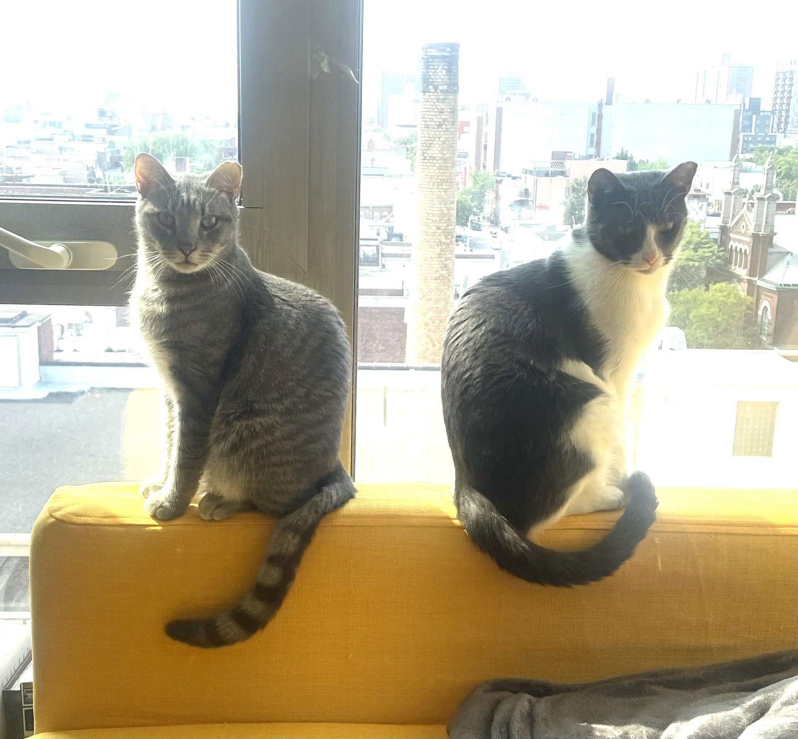 Enlarge Big Boy and Mr. Man, a Adoptable Domestic Short Hair in Brooklyn, NY image 2/3