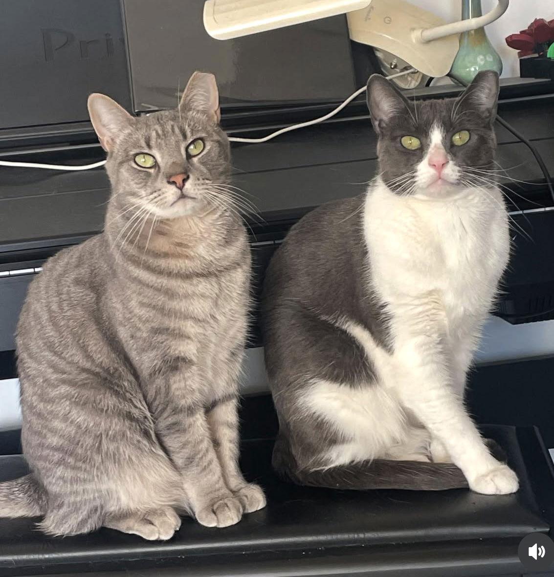 Enlarge Big Boy and Mr. Man, a Adoptable Domestic Short Hair in Brooklyn, NY image 3/3