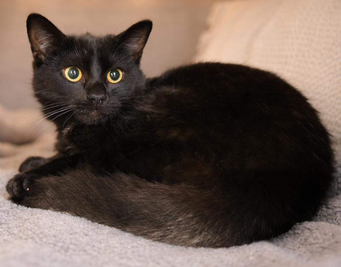 Enlarge Kitten Kane, a Adoptable Domestic Short Hair in Cuyahoga Falls, OH image 2/3