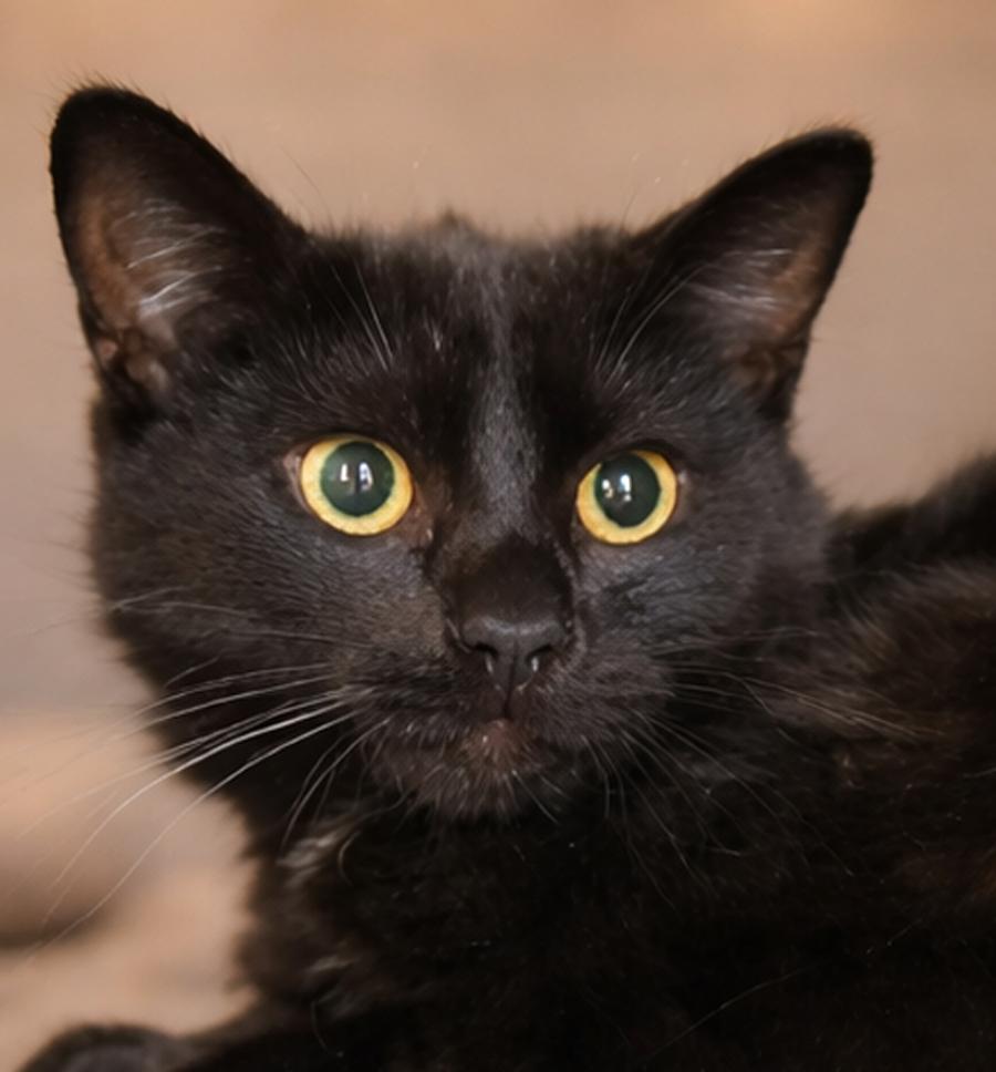 Enlarge Kitten Kane, a Adoptable Domestic Short Hair in Cuyahoga Falls, OH image 3/3