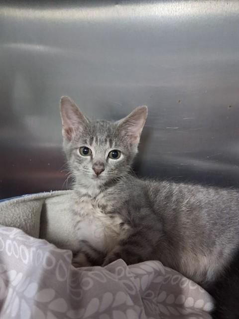 ARIANA, Adoptable, Kitten Female Domestic Short Hair.
