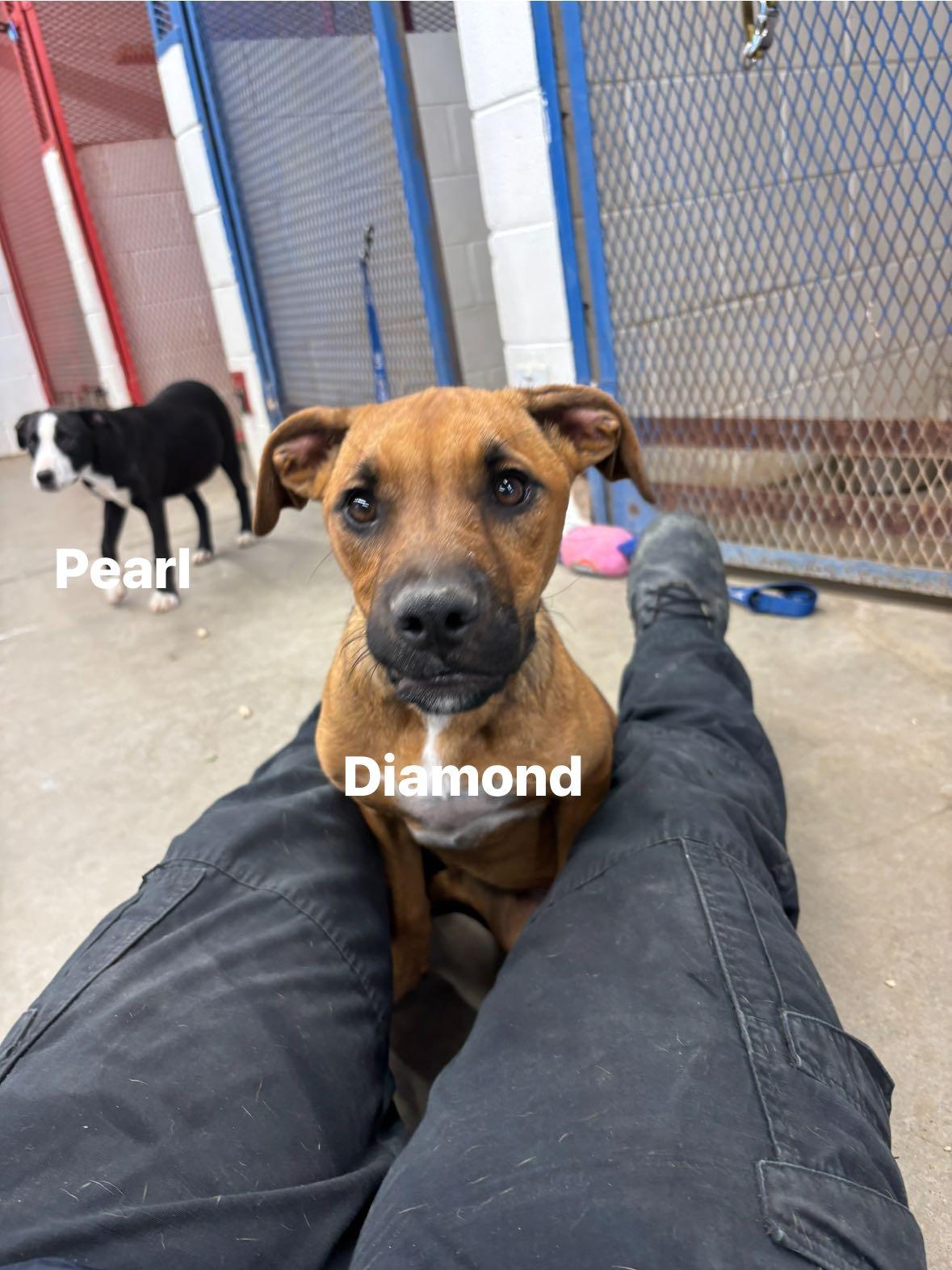 Diamond, an adopted Mixed Breed in Glenpool, OK image 1/5