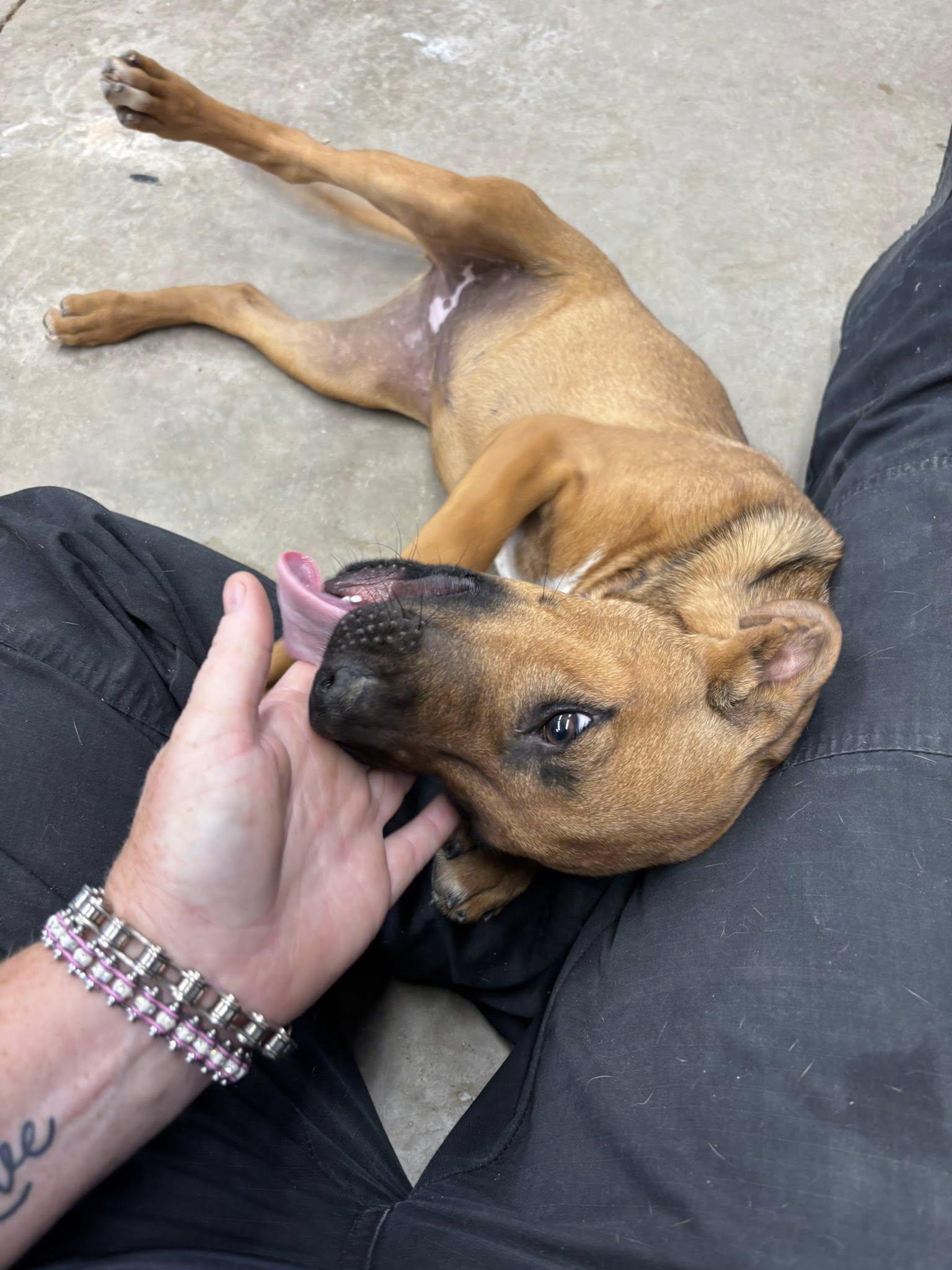 Diamond, an adopted Mixed Breed in Glenpool, OK image 2/5