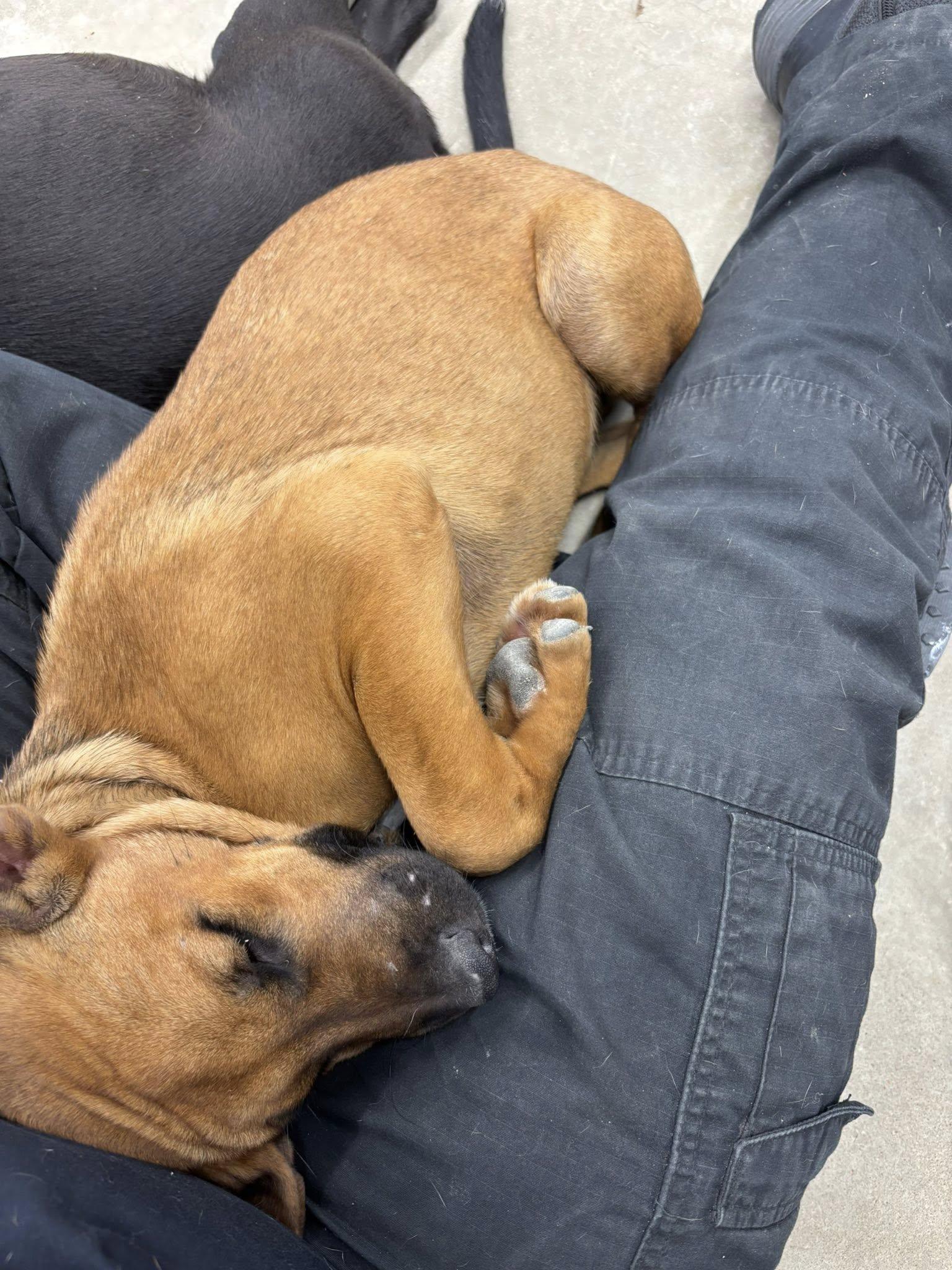 Diamond, Adoptable, Young Female Mixed Breed.