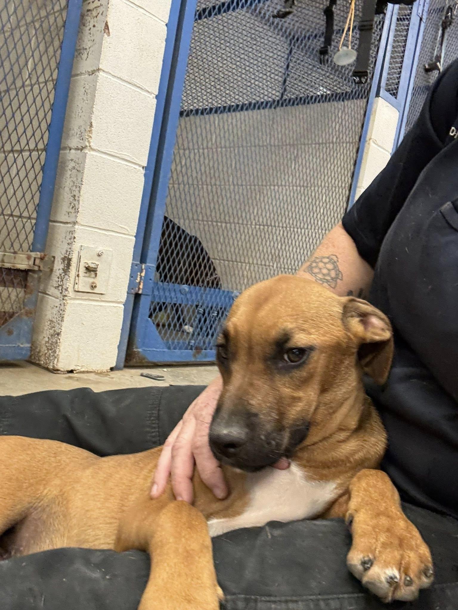 Diamond, an adopted Mixed Breed in Glenpool, OK image 4/5