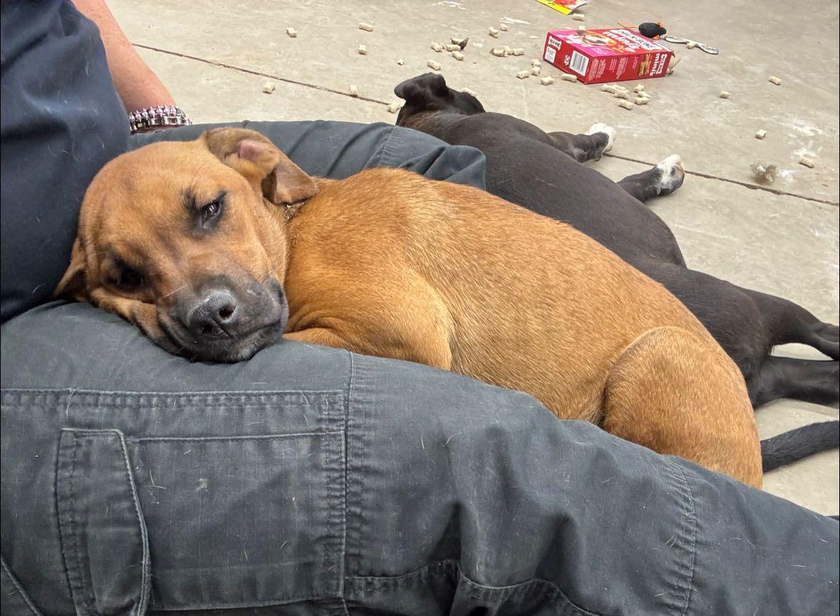 Diamond, an adopted Mixed Breed in Glenpool, OK image 5/5