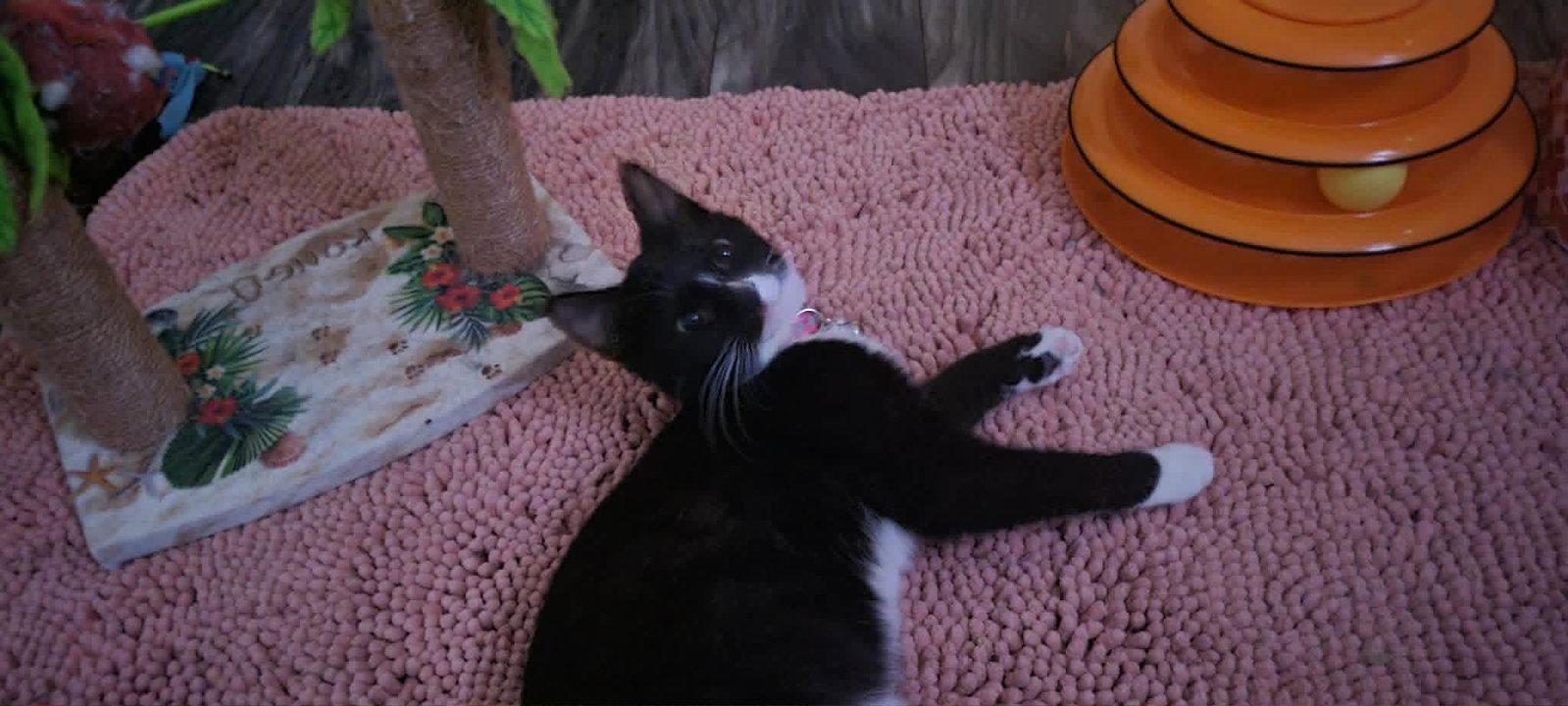 Daisy (Hot pink reflective), Adoptable, Young Female Domestic Short Hair.