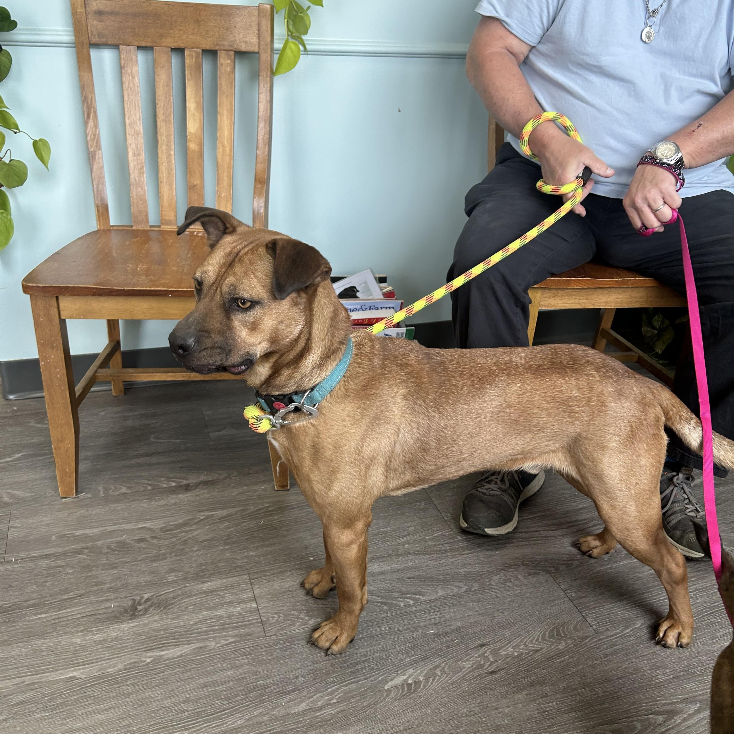 Enlarge Forrest - COME MEET 10/26, a Adoptable mixed breed in Medfield, MA image 4/6