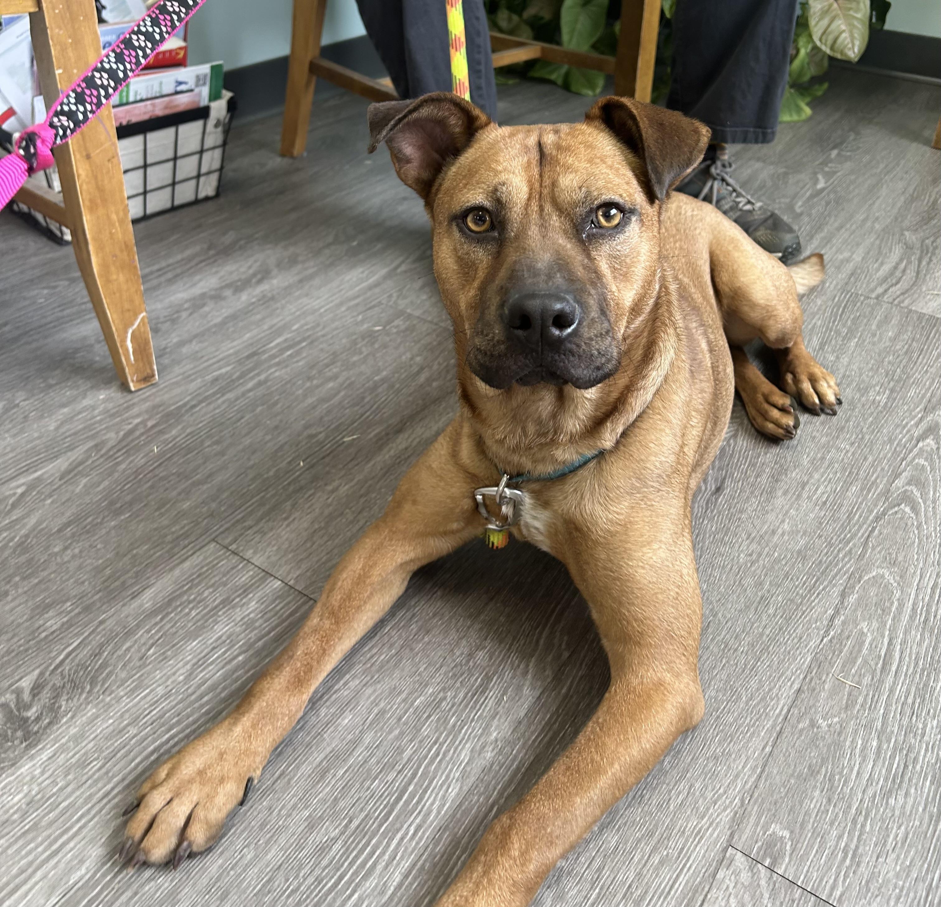 Enlarge Forrest - COME MEET 10/26, a Adoptable mixed breed in Medfield, MA image 3/6
