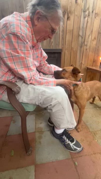 Enlarge Forrest - COME MEET 10/26, a Adoptable mixed breed in Medfield, MA video 6/6