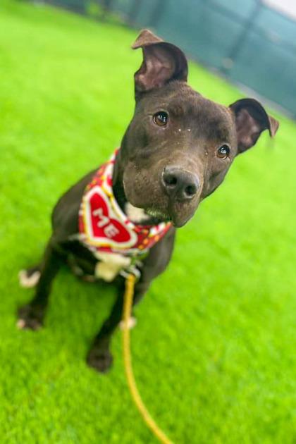 Neave, Adoptable, Young Male Mixed Breed.