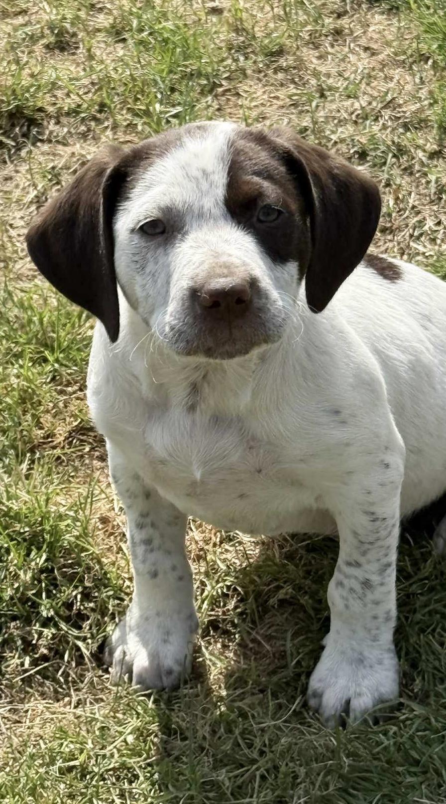 Enlarge CHARLIE, an adopted mixed breed in Dumont, NJ image 2/3