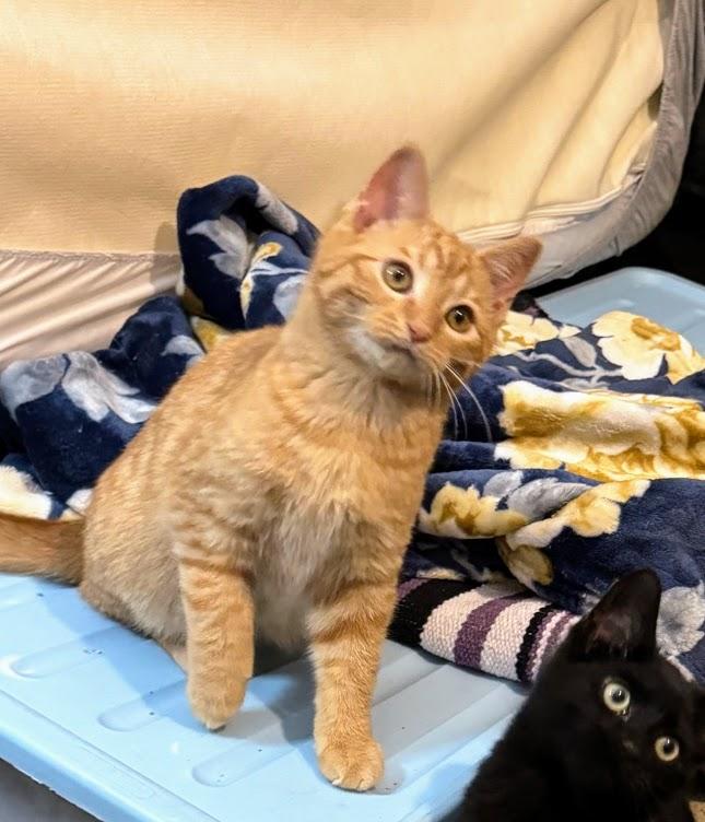 Colby, a ADOPTABLE Domestic Short Hair in Murfreesboro, TN image 2/2