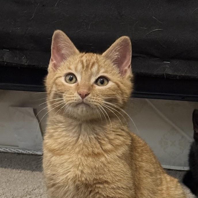 Colby, ADOPTABLE, Kitten Male Domestic Short Hair.