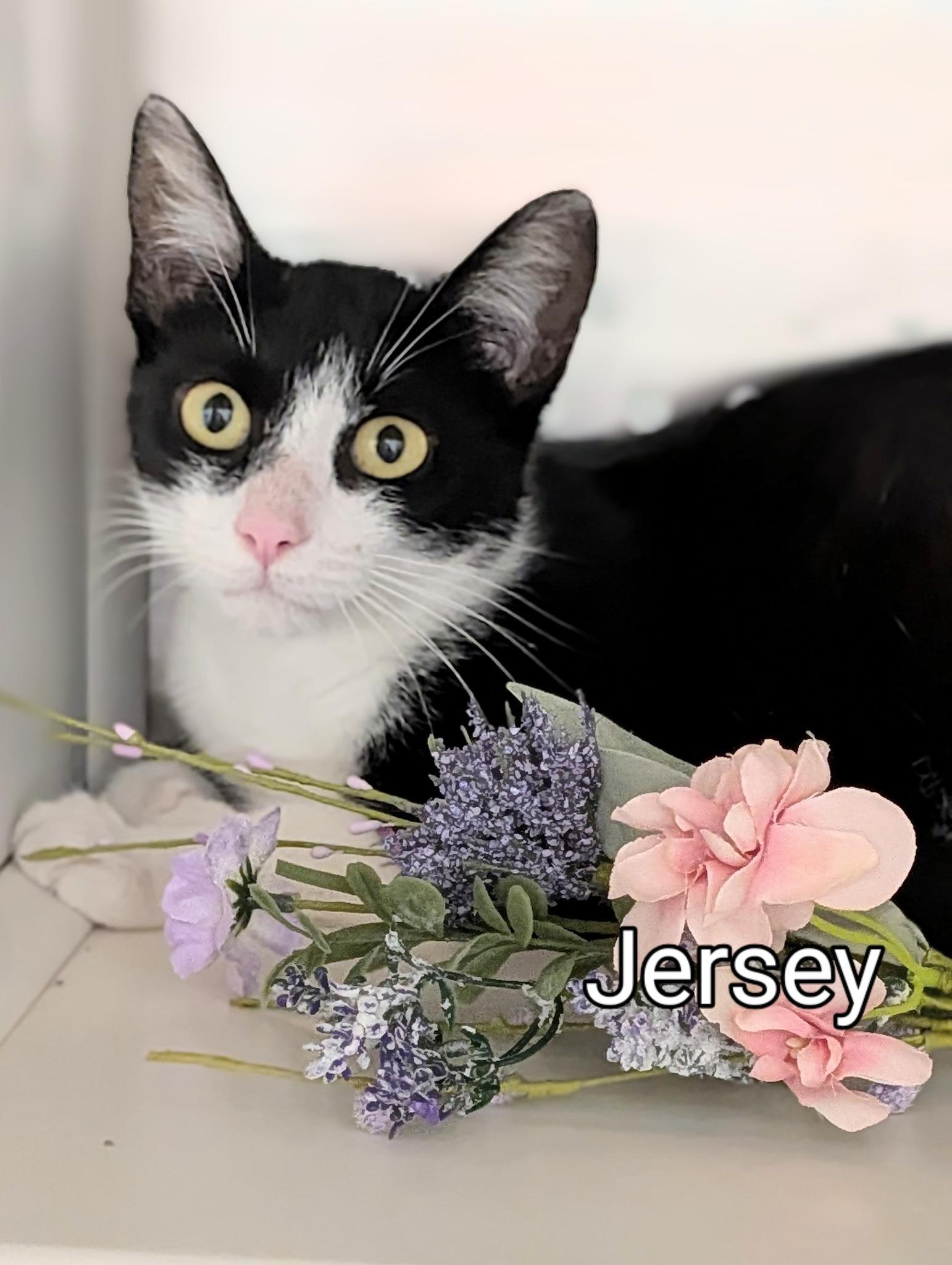Jersey, Adult Female Domestic Short Hair