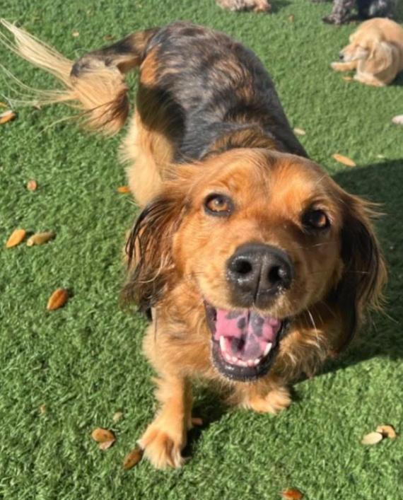 Enlarge Penny in RI, a Adoptable Cocker Spaniel in Cranston, RI image 1/3