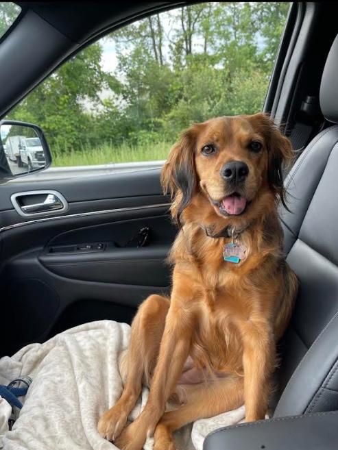 Enlarge Penny in RI, a Adoptable Cocker Spaniel in Cranston, RI image 3/3