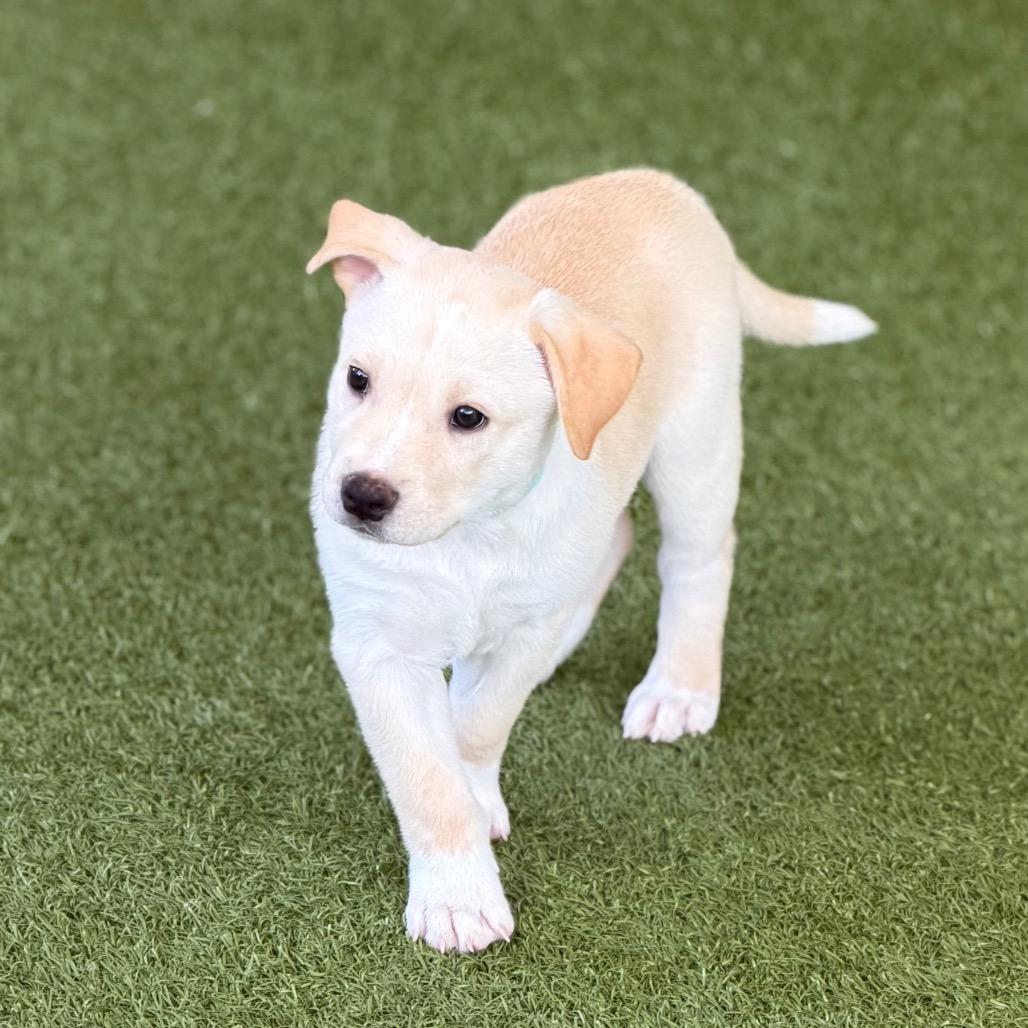 KOALA, Adoptable, Puppy Male Labrador Retriever & Husky.