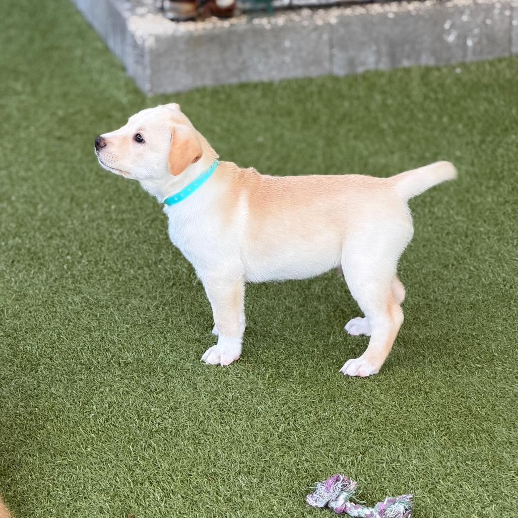 Enlarge KOALA, a Adoptable mixed breed in Wellington, FL image 2/5