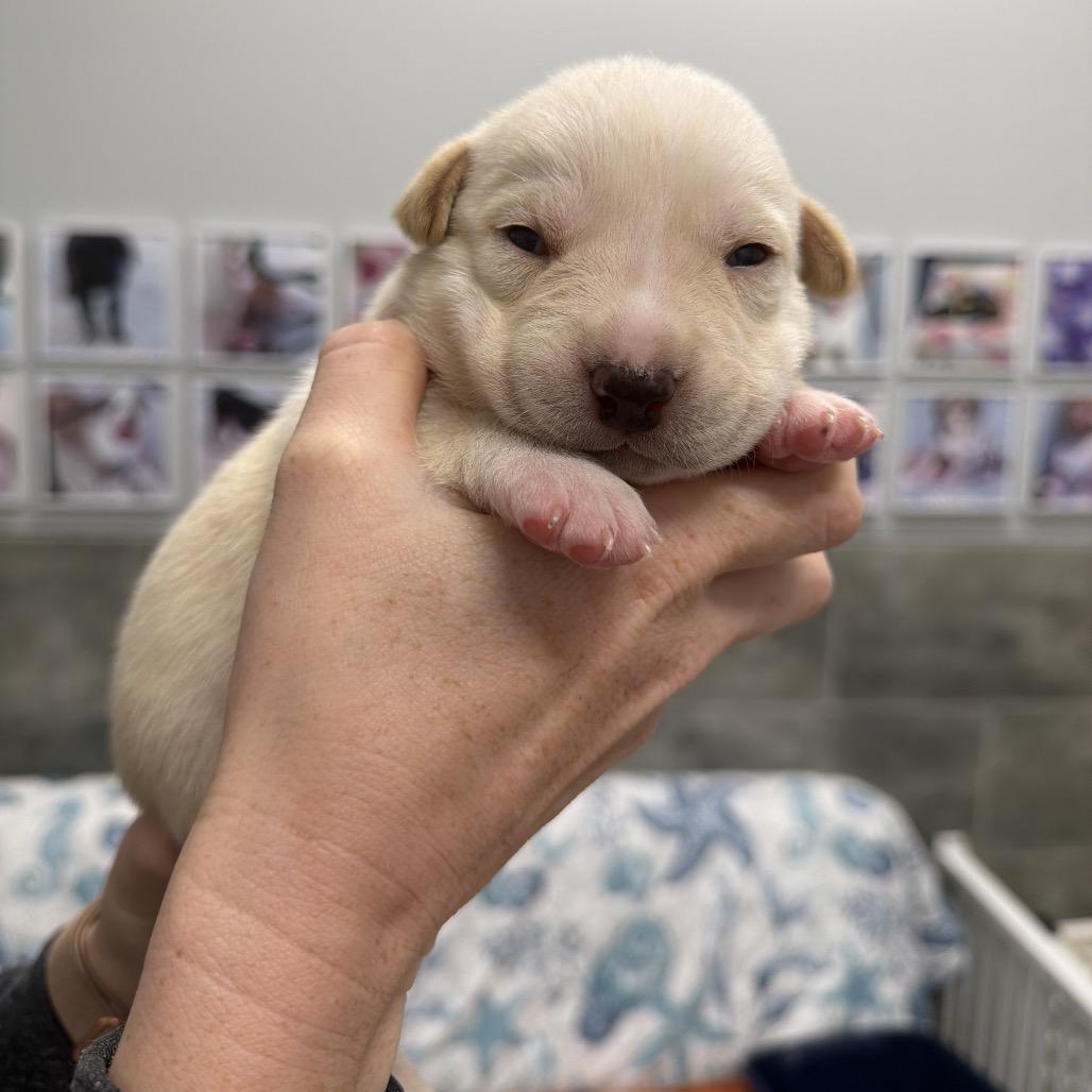 Enlarge KOALA, a Adoptable mixed breed in Wellington, FL image 3/5