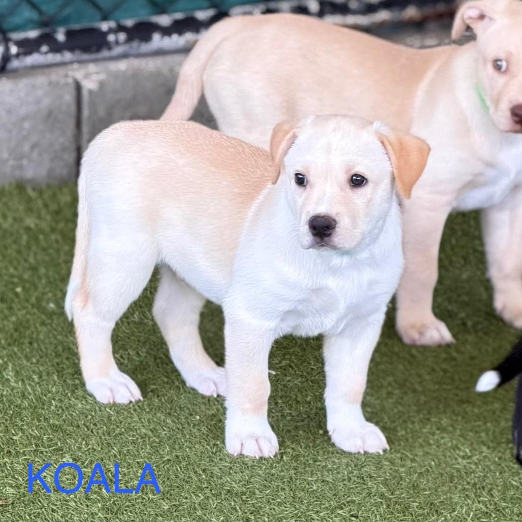 Enlarge KOALA, a Adoptable mixed breed in Wellington, FL image 4/5