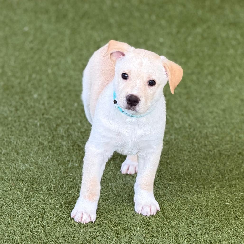 Enlarge KOALA, a Adoptable mixed breed in Wellington, FL image 5/5