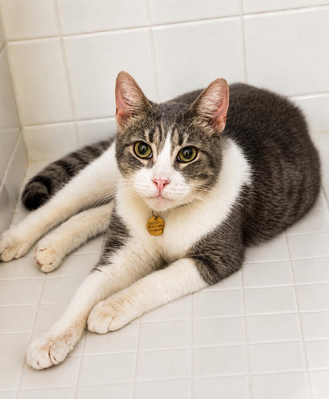 Snooki, Adoptable, Senior Female Domestic Short Hair.