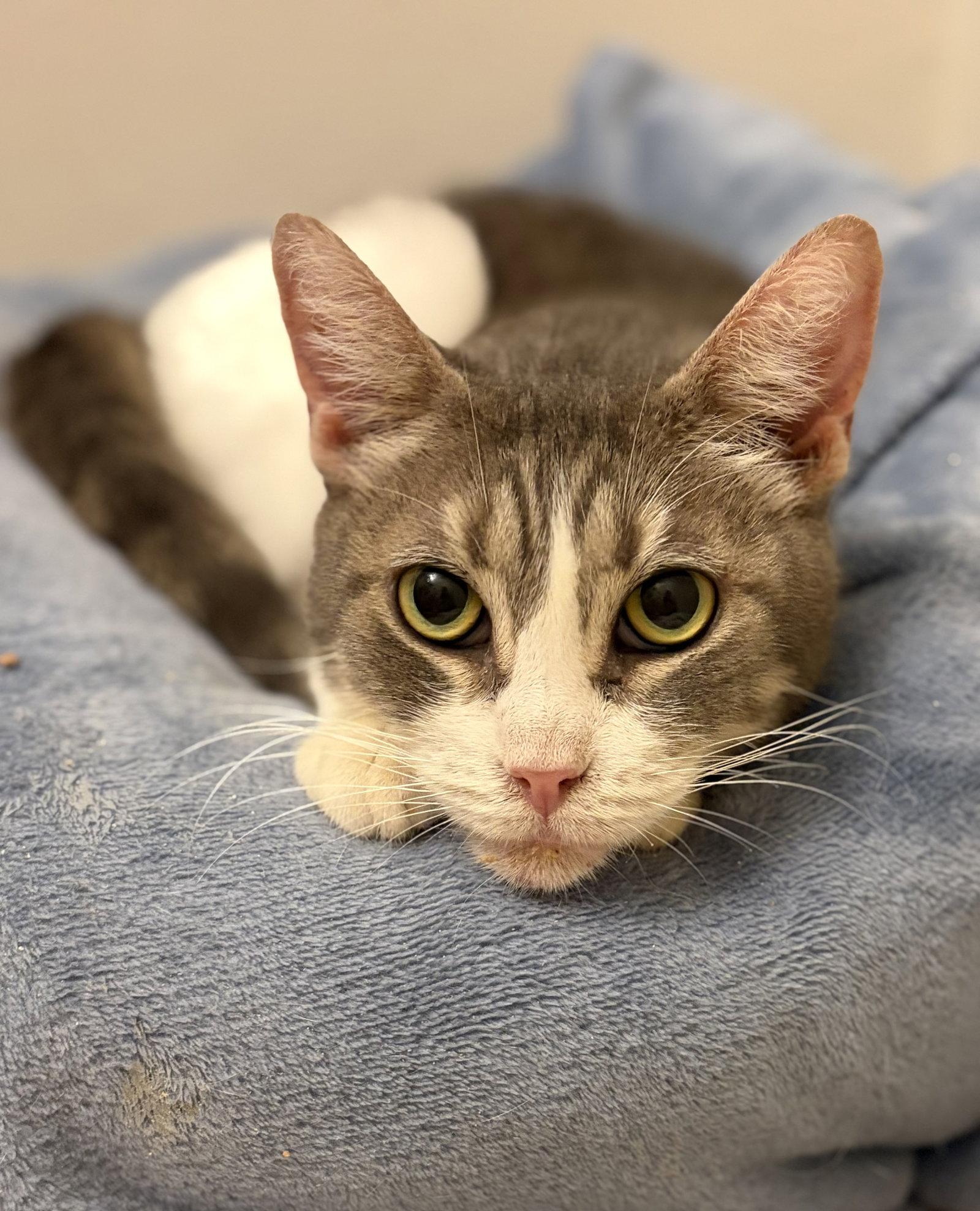 Snooki, a Adoptable Domestic Short Hair in Long Beach, CA image 3/3
