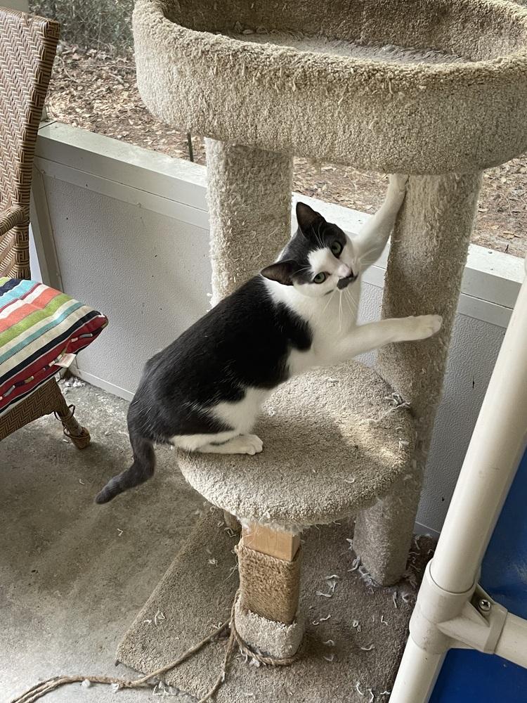 Enlarge Rooty, a Adoptable Domestic Short Hair in Fort Walton Beach, FL image 1/2