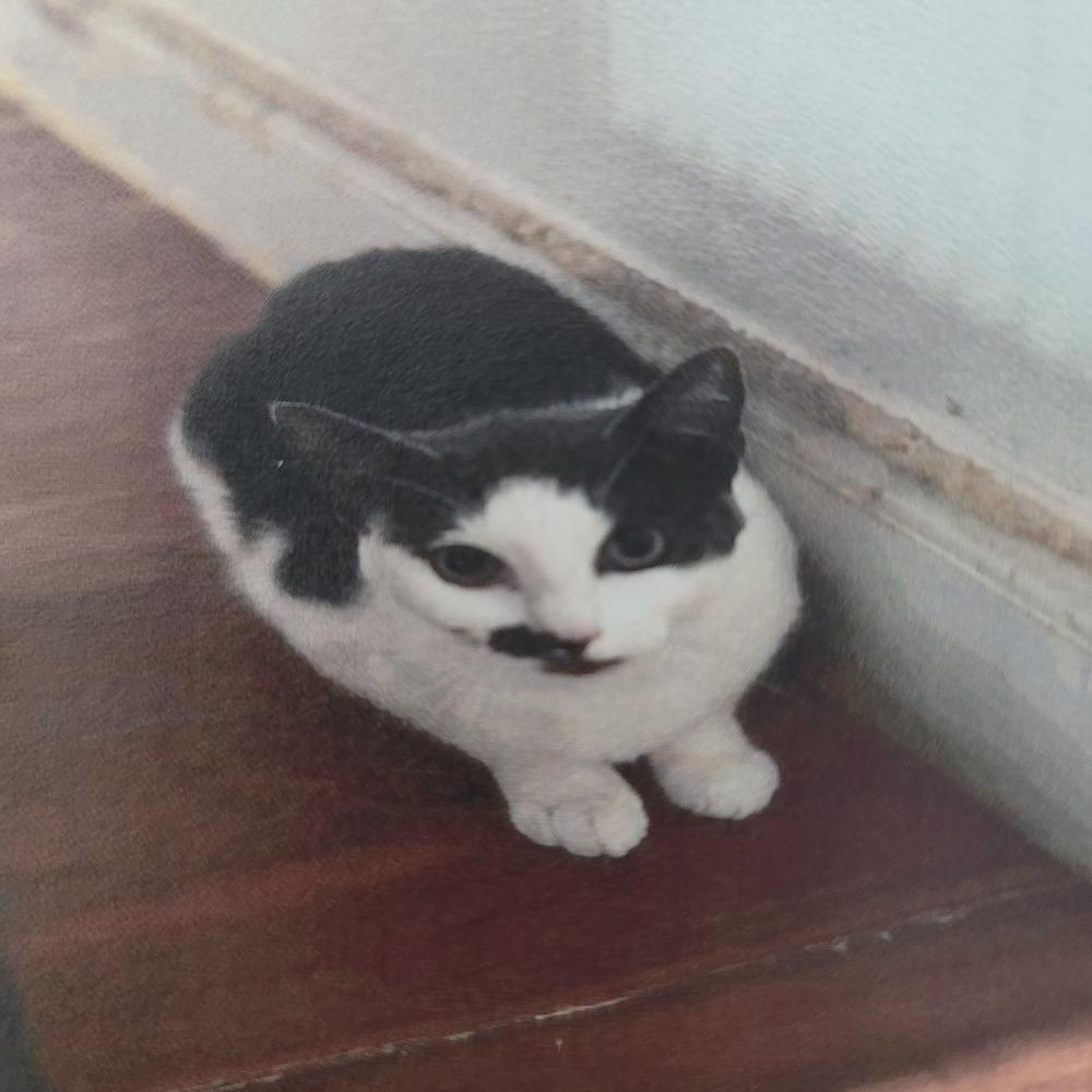 Enlarge Rooty, a Adoptable Domestic Short Hair in Fort Walton Beach, FL image 1/1