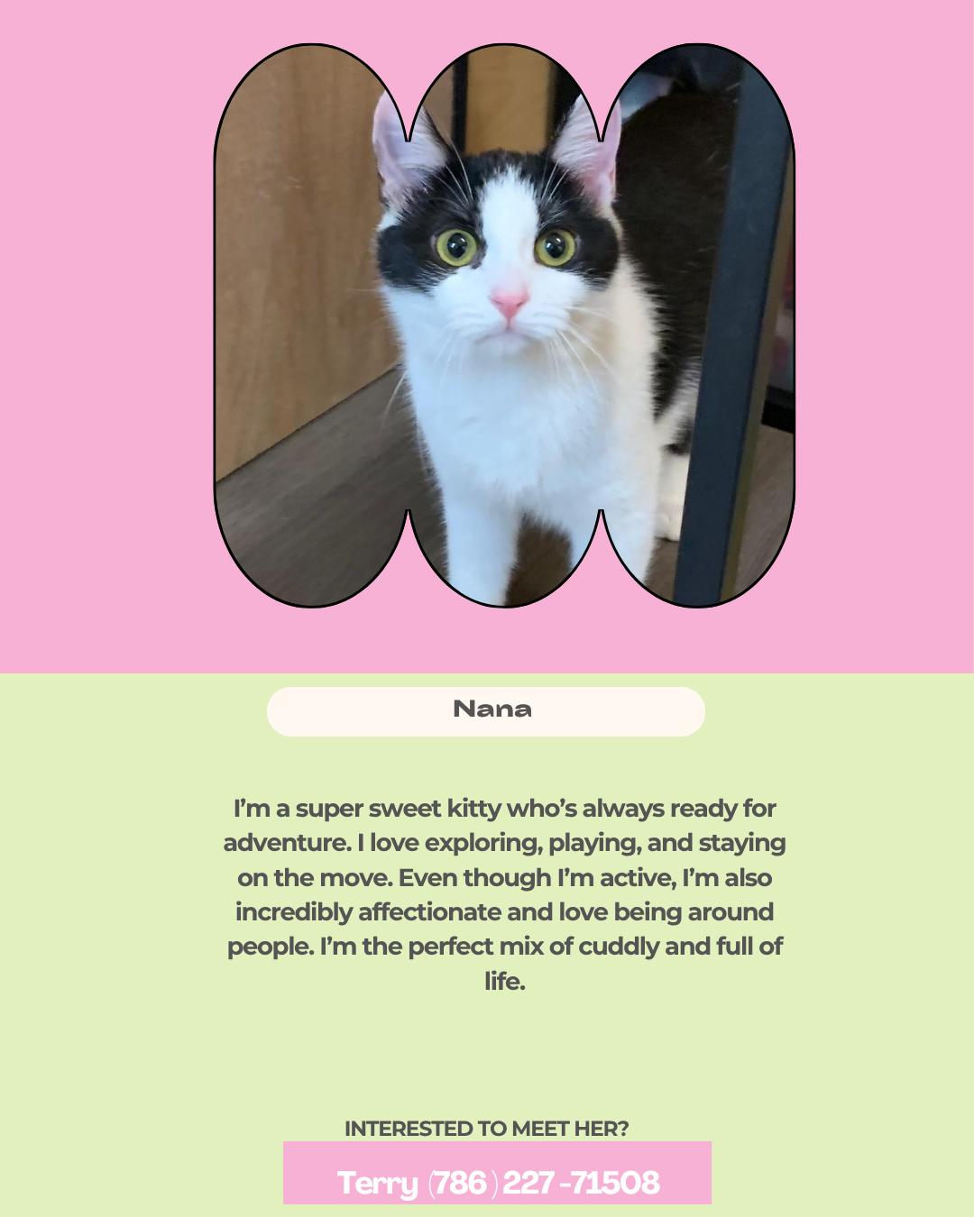 Nana, Adoptable, Young Female Domestic Short Hair.