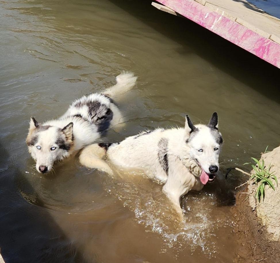Crystal and Sapphire, Adoptable, Adult Female Husky.