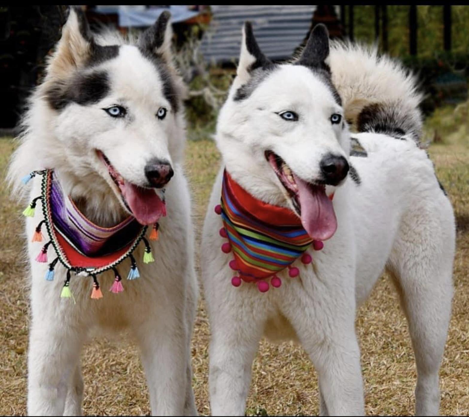 Enlarge Crystal and Sapphire, a Adoptable Husky in EL COLORADO, JAL image 2/6