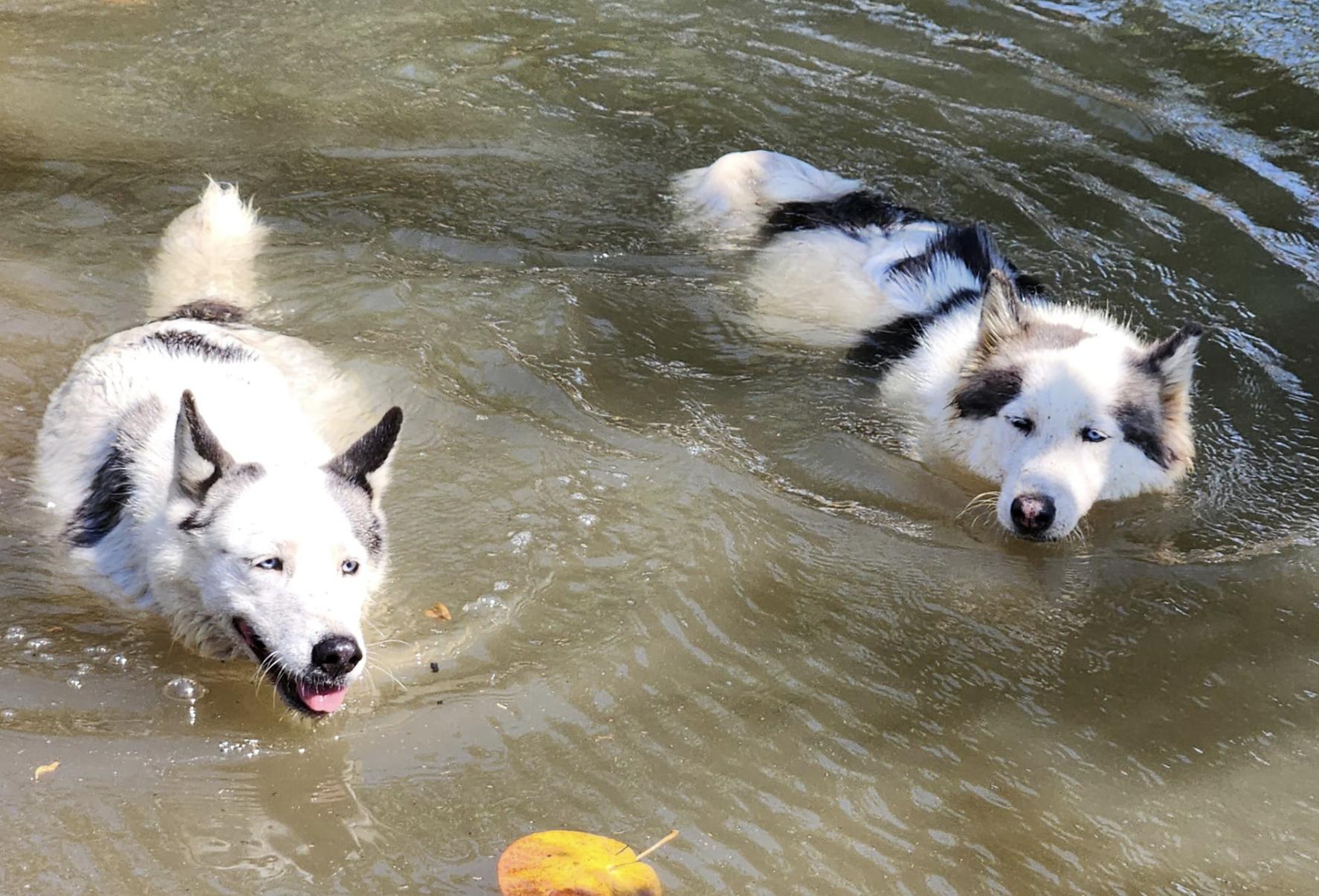 Enlarge Crystal and Sapphire, a Adoptable Husky in EL COLORADO, JAL image 3/6