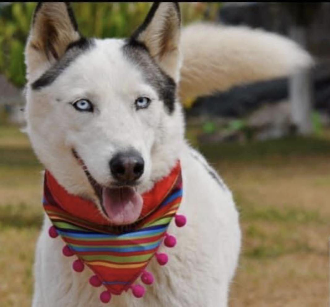 Enlarge Crystal and Sapphire, a Adoptable Husky in EL COLORADO, JAL image 4/6
