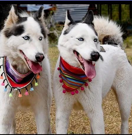 Crystal and Sapphire, an adoptable Husky in EL COLORADO, JAL, 48265 | Photo Image 1