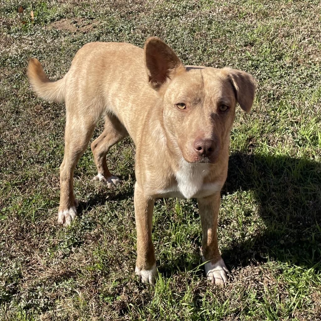 Enlarge Seesaw (Wylie), a Adoptable mixed breed in Logan, UT image 1/1
