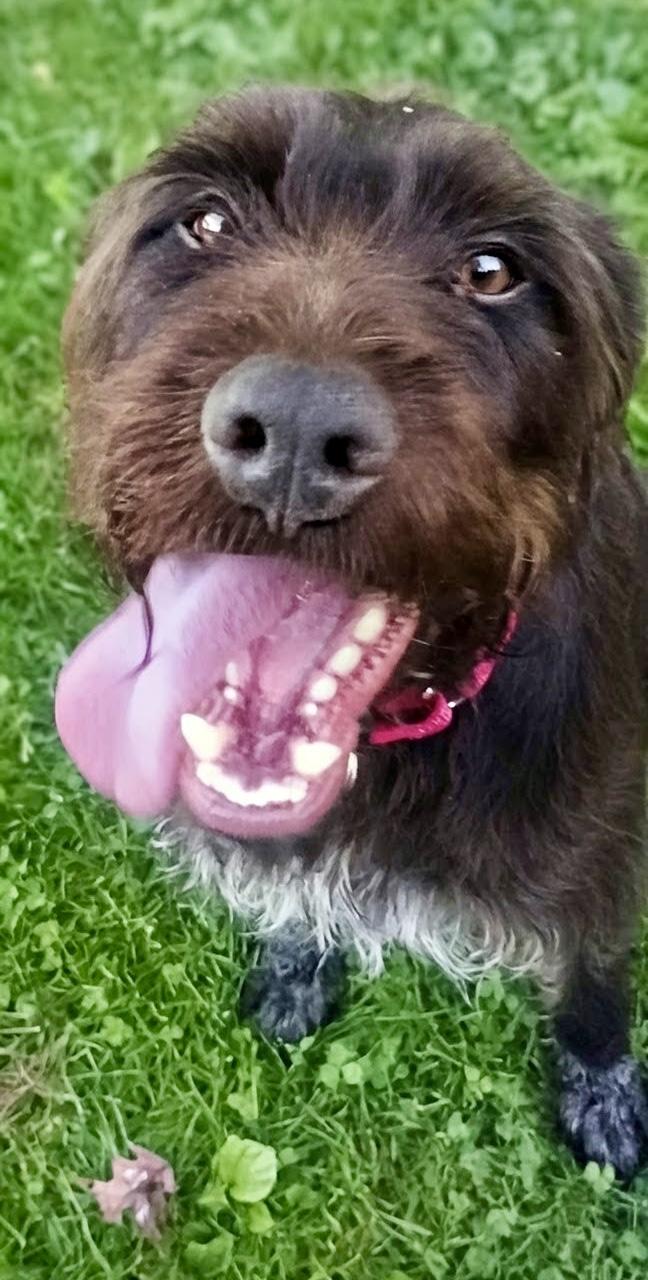 Enlarge Mildred, a ADOPTABLE German Wirehaired Pointer in Cleveland, OH image 5/6
