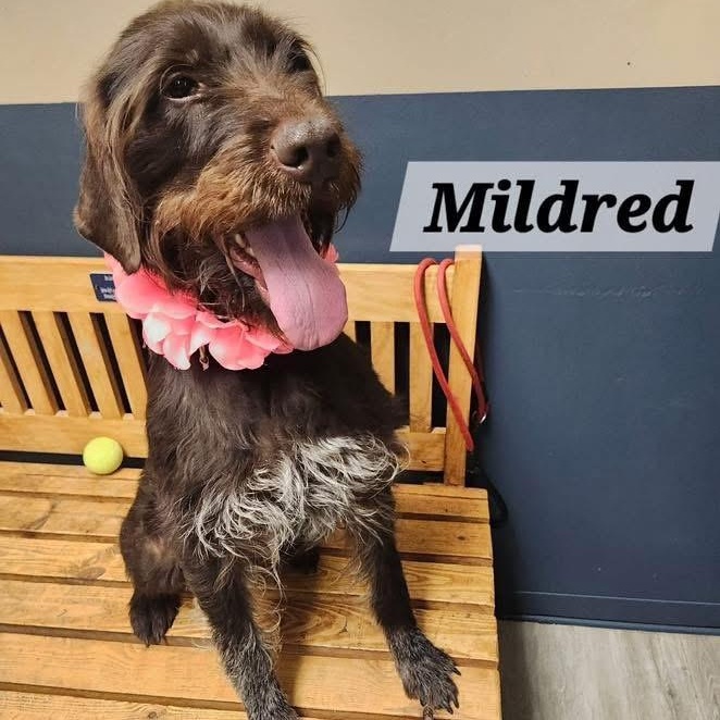 Enlarge Mildred, a ADOPTABLE German Wirehaired Pointer in Cleveland, OH image 1/4
