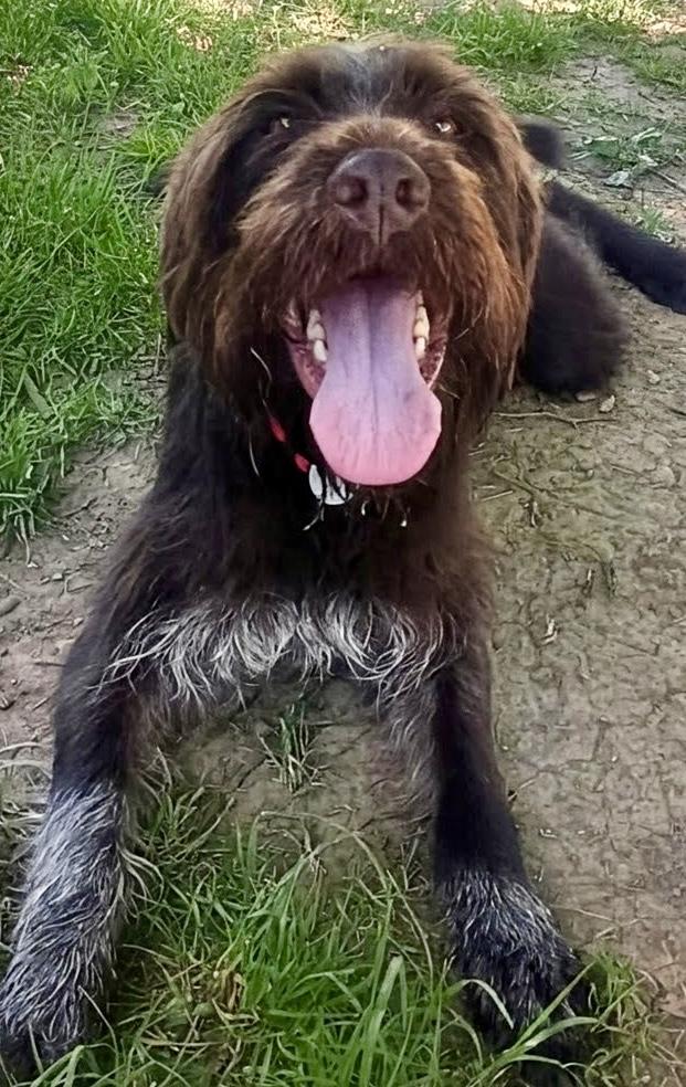 Enlarge Mildred, a ADOPTABLE German Wirehaired Pointer in Cleveland, OH image 1/6